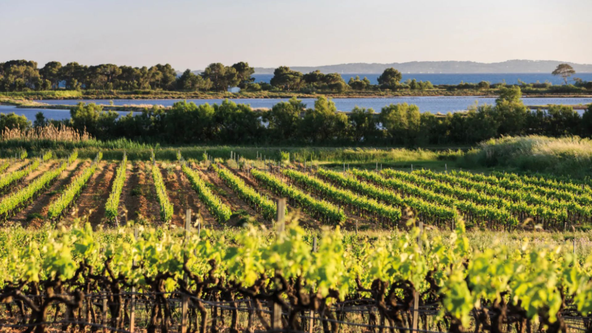 Wine Tours Golfe de SaintTropez Réservez votre Visite ⭐️ 2024