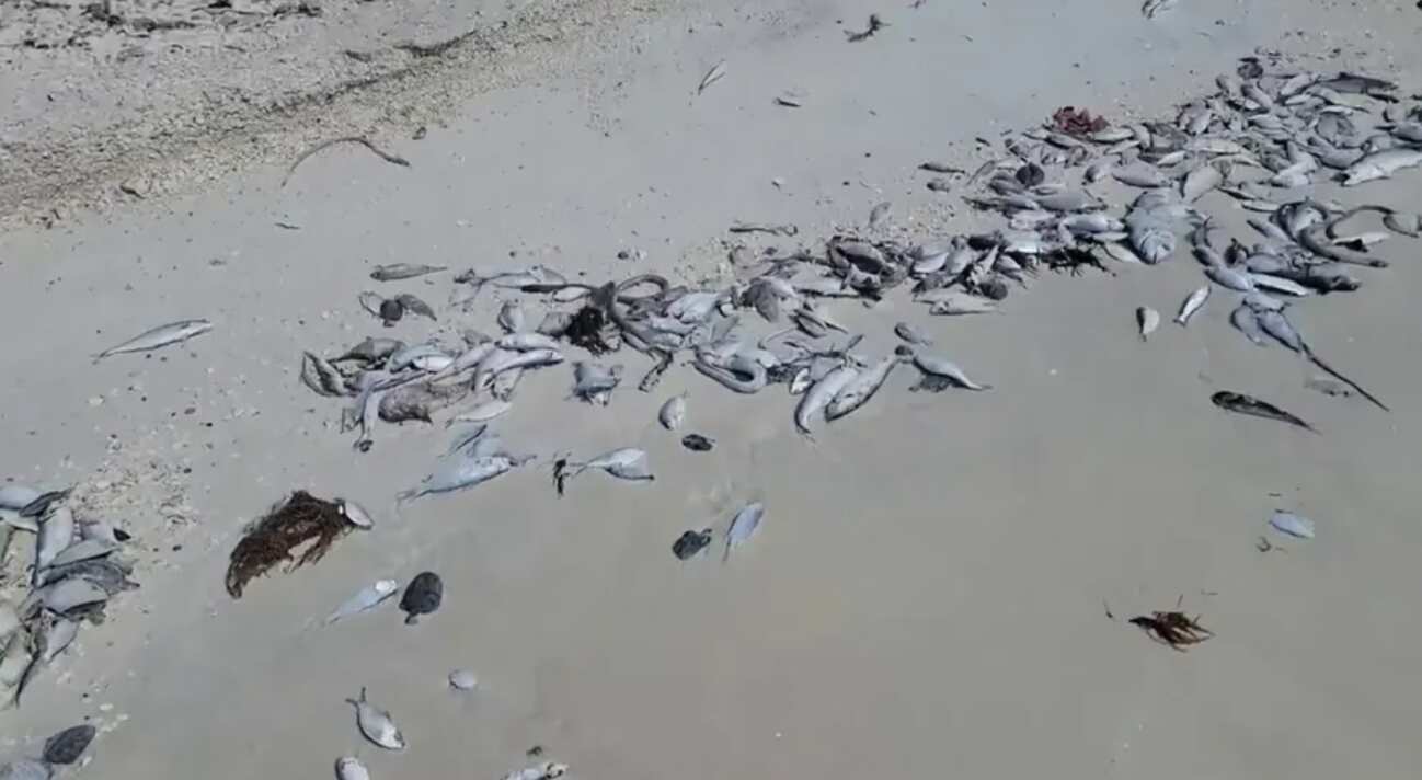 Deadly red tide returns to Florida; Know what is it and how can you