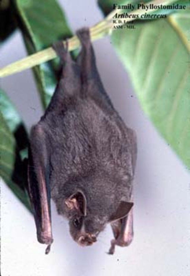 rat bat Caribbean Dictionary