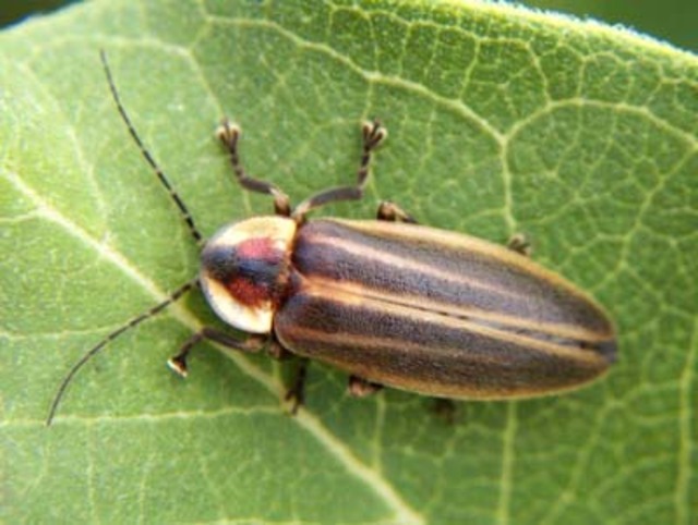 The Caribbean Insect Dictionary