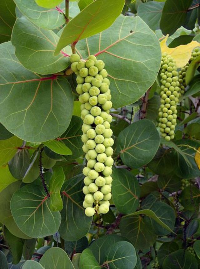 sea grape Caribbean Dictionary