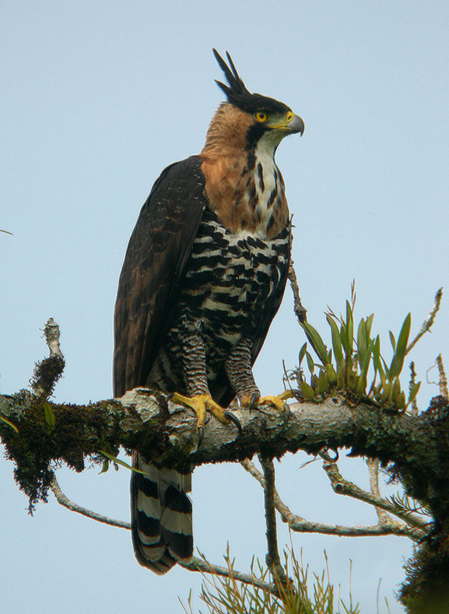 ornate hawk eagle Caribbean Dictionary