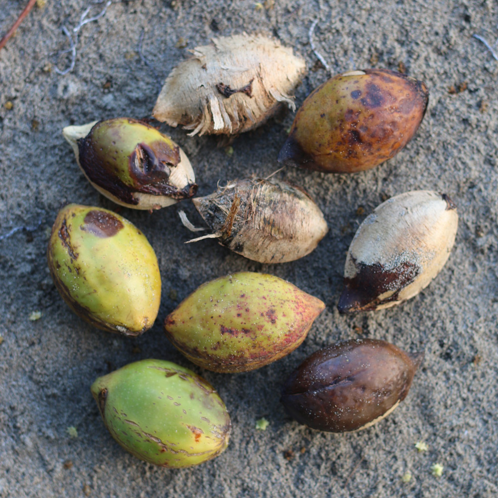 Trinidad & Tobago fruits