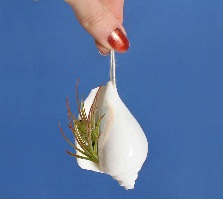 Handmade Air Plant Décor Ideas to Brighten Your Home