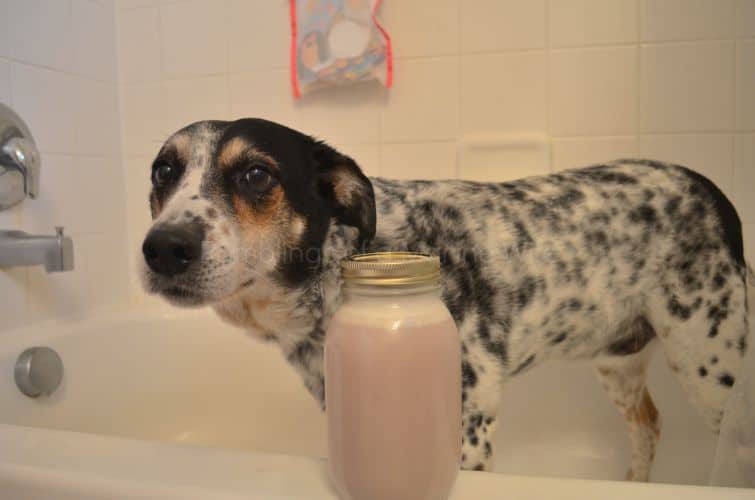 12 DIY Dog Shampoos for Soft and Healthy Fur
