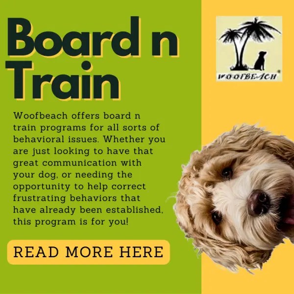 Dog Grooming Batavia IL WoofBeach Dog Care, Dog Training