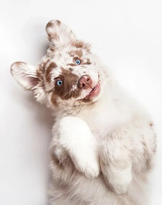 Dog Training Pet Grooming Pet Boarding Woof Beach