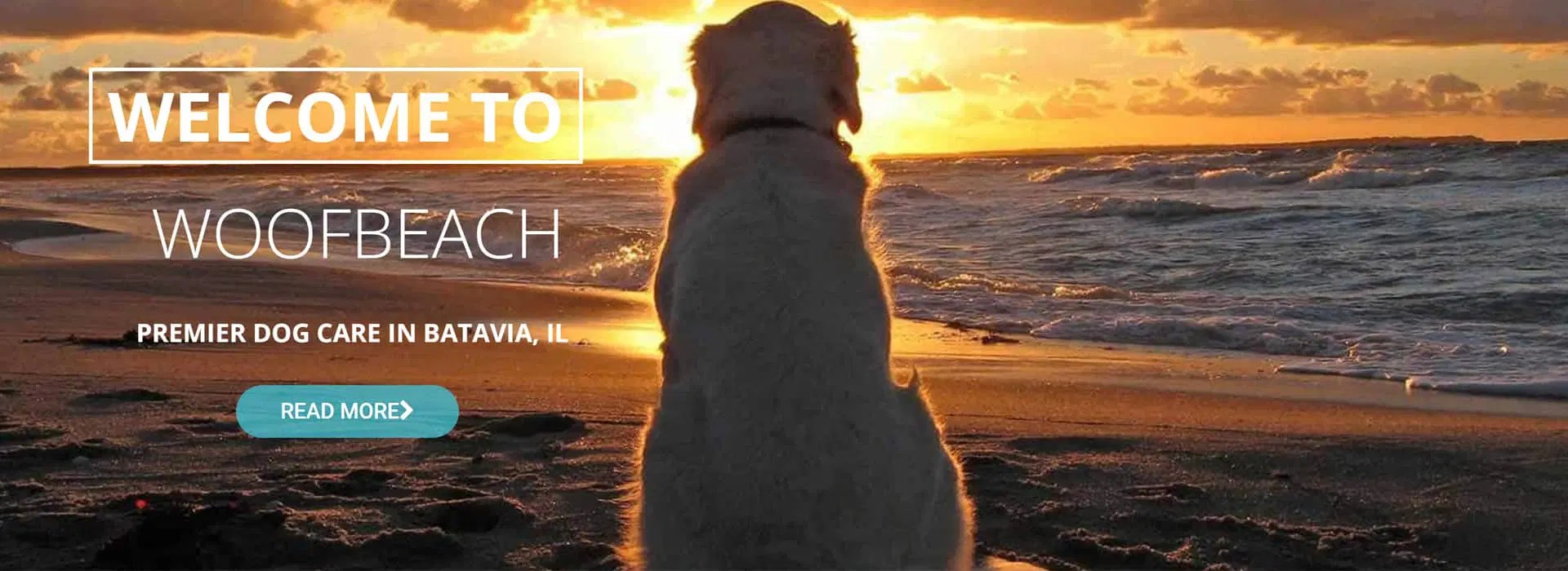 Dog Grooming Batavia IL WoofBeach Dog Care, Dog Training