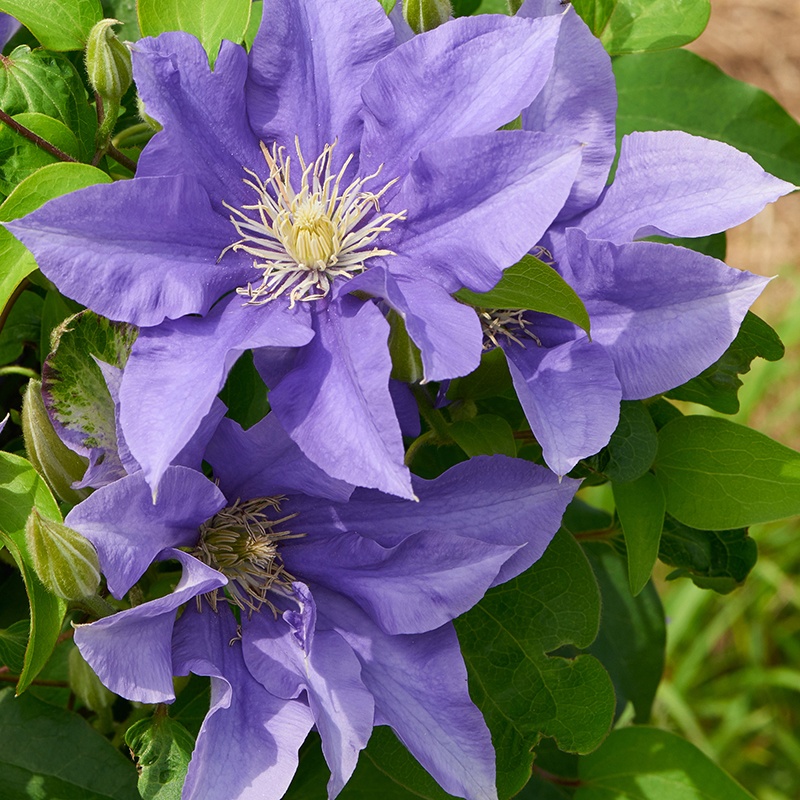 Clematis Boulevard® Olympia Flower Plants from Woolmans