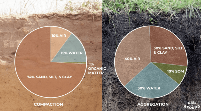 Healthy soil The key to crop resilience and farmer success • World Tree