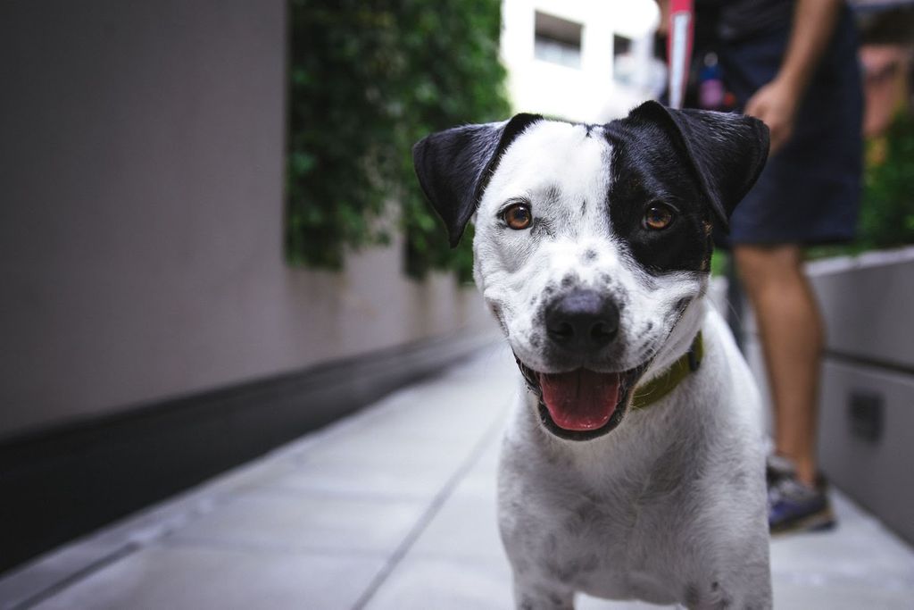 Things You Need To Know Before Buying A New Dog Wrytin