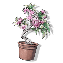 Cherry Blossom Bonsai