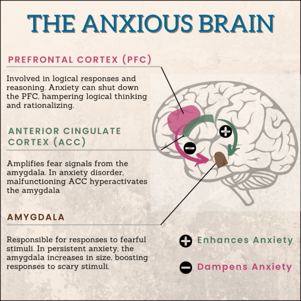 How Does Anxiety Affect Your Brain?