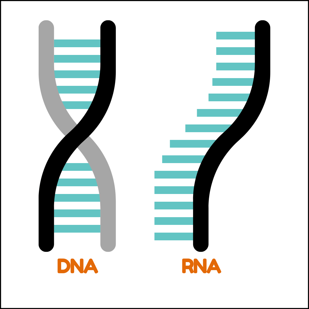 What Is The Function Of The mRNA?