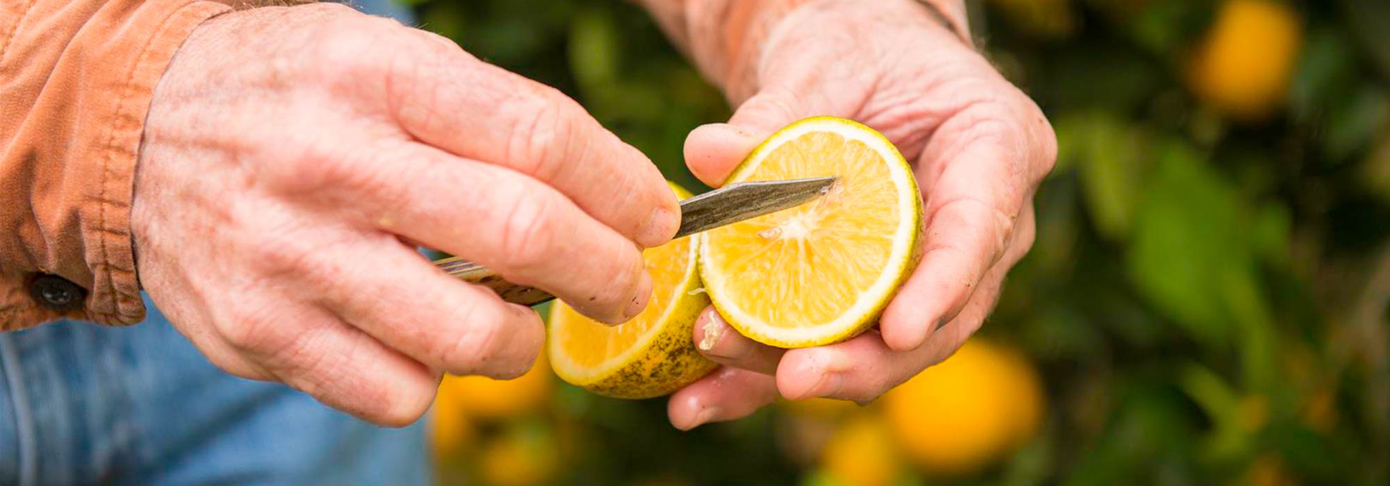 Florida Fruit and Vegetable Association