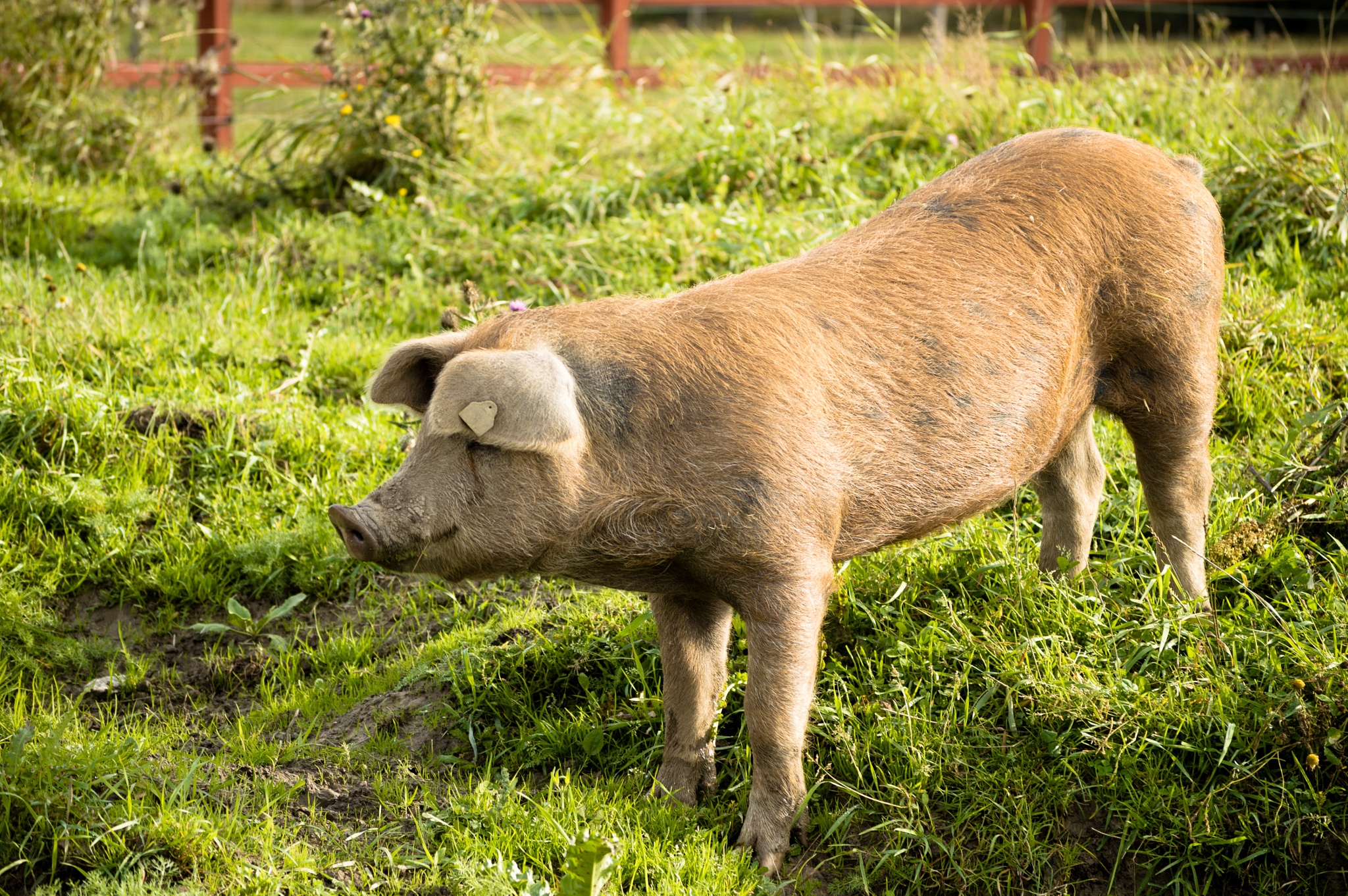 Understanding the Color Vision of Pigs What Colors Can Pigs See