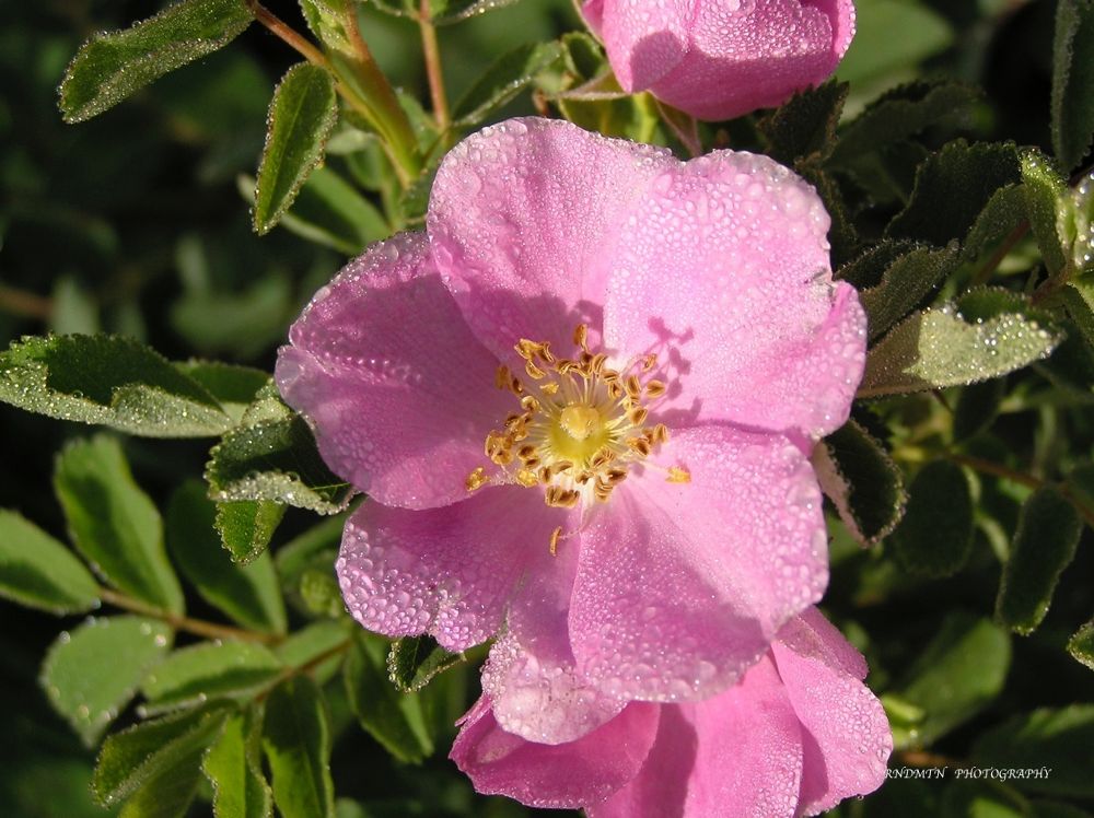 Alberta Wild Rose by Rndmtn on YouPic