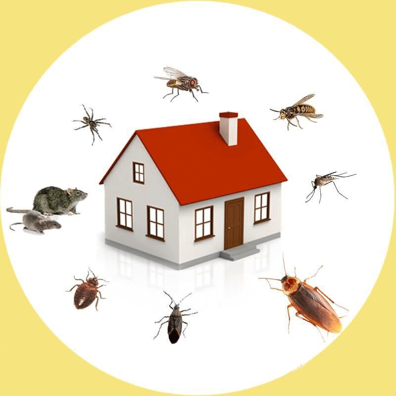Fast Pest Control Wollongong Wollongong, Australia