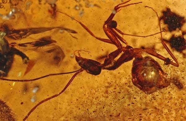 Insects trapped in amber offer a precious glimpse on prehistoric bugs
