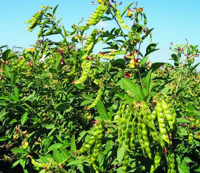 Pigeon Pea Genome Cracked Benefits Farming Millions in Asia & Africa