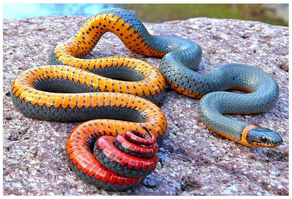 Venomous Snakes in the United States Regal Ringneck Snake