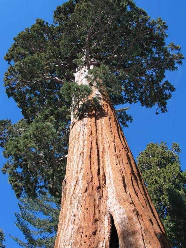 How tall can a tree grow? Upper limit close to 100m