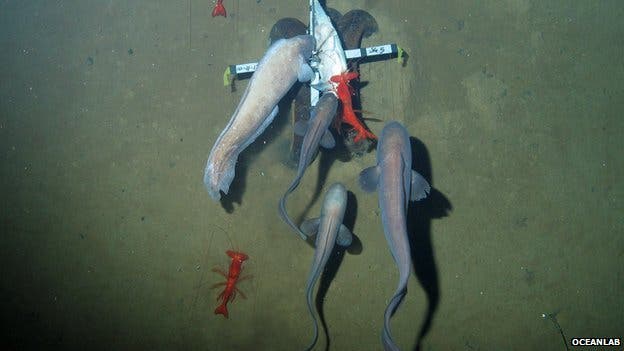 Mariana Trench 188 pronunciations of Mariana Trench in English