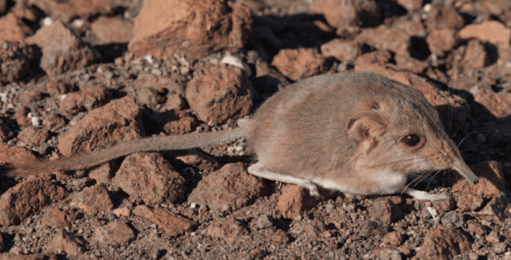 This sweet shrew looks like a mouse but is more related to elephants
