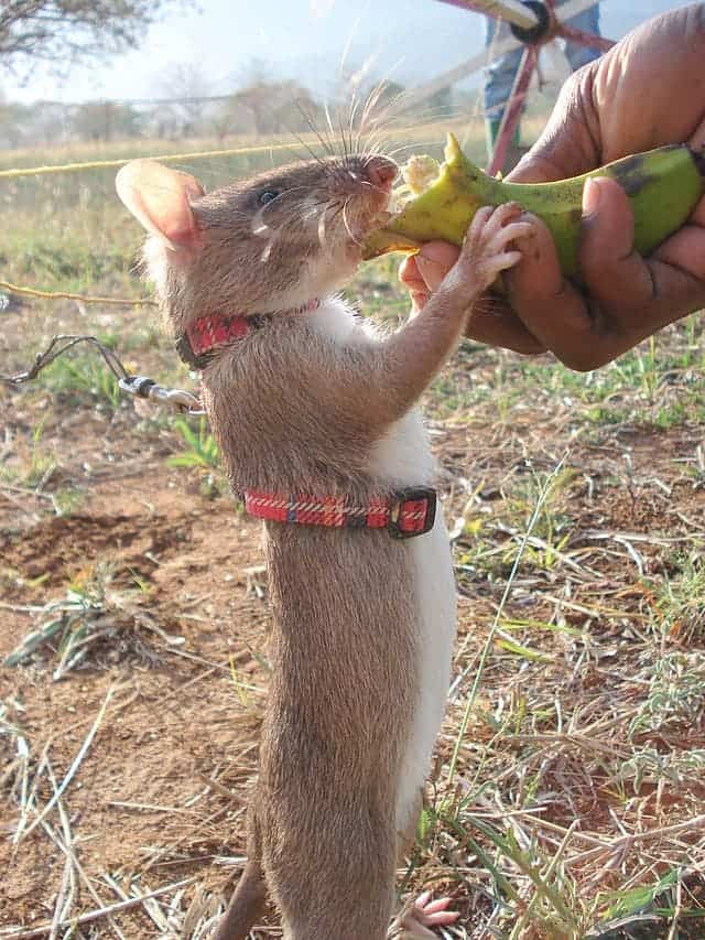 Hero Rats detect landmines and TB for a living