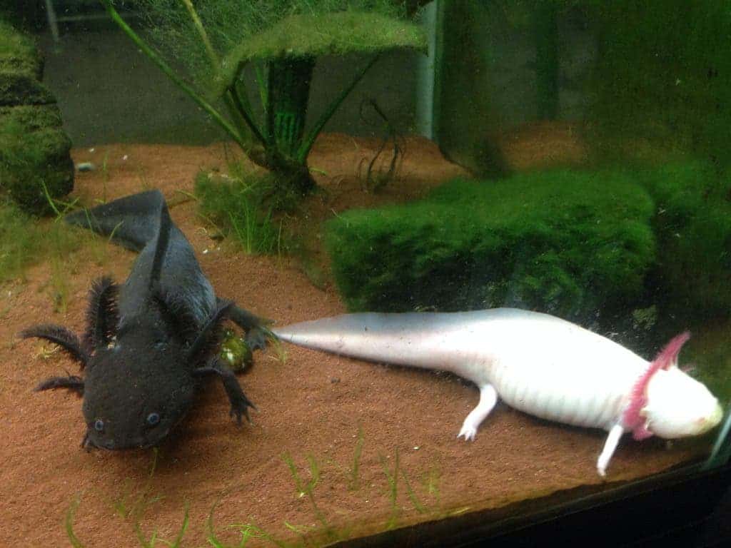 Amazing Animal Award The Axolotl
