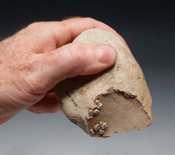 The oldest stone cutting tools may have sparked the evolution of language