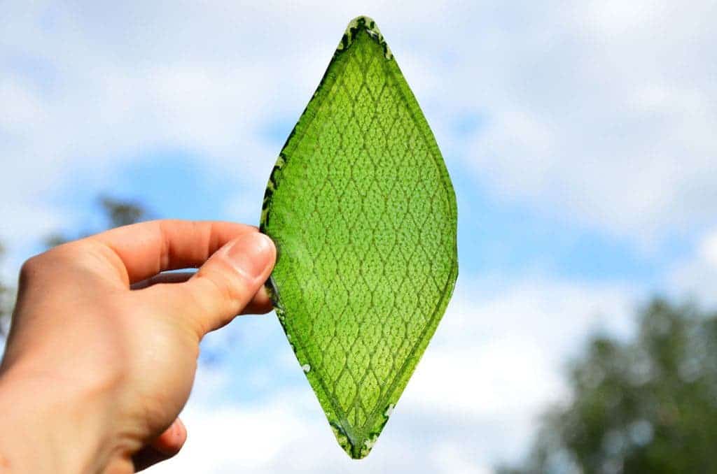 First manmade biological leaf might actually be useless