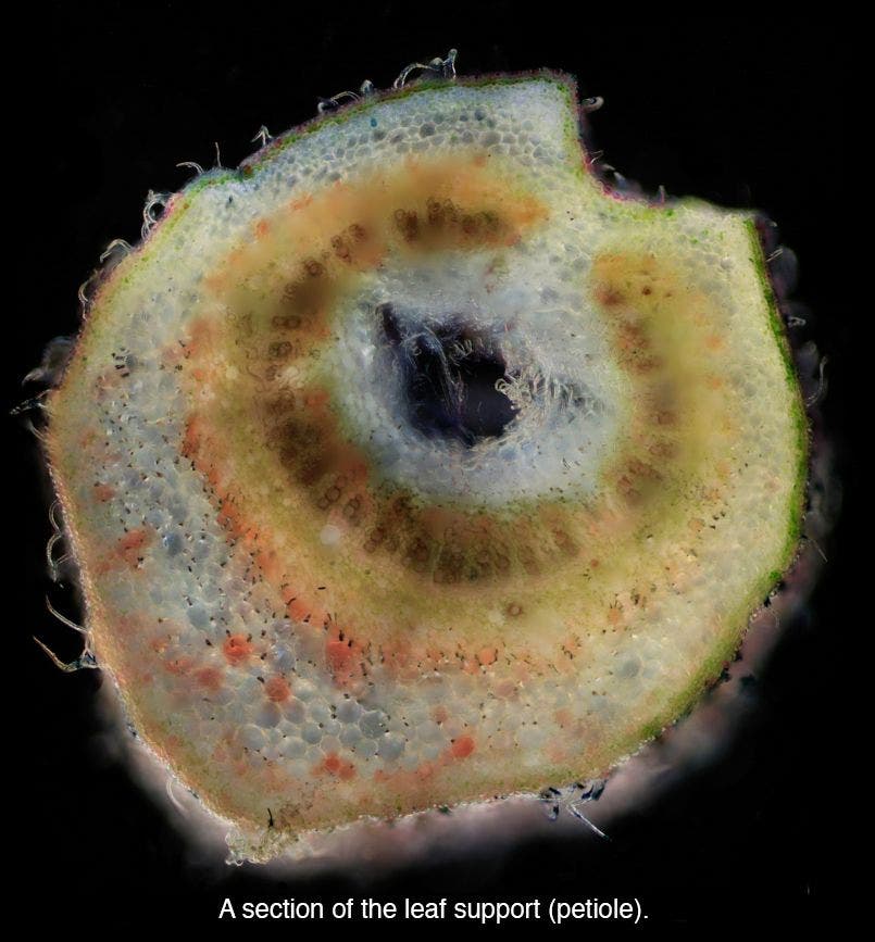 Cannabis under the microscope up close and personal