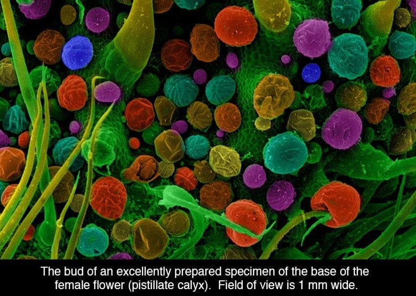 Cannabis under the microscope up close and personal