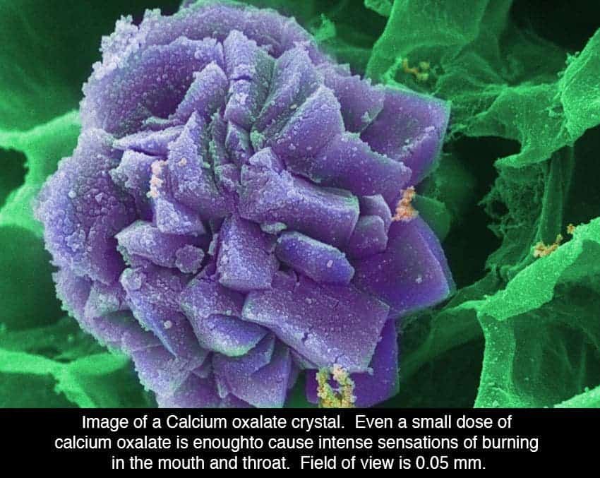 Cannabis under the microscope up close and personal