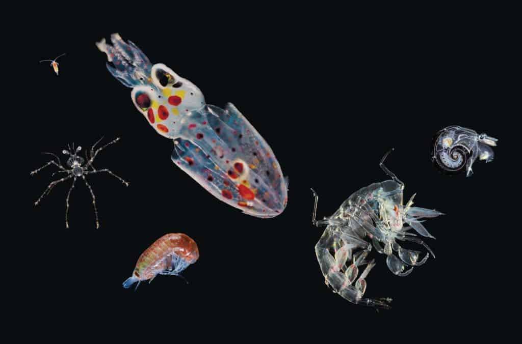 Ocean trek reveals the massive diversity of the oceanic plankton [with