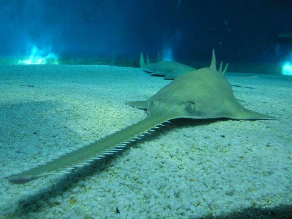 Saw Shark And Sawfish at Leonel Turner blog