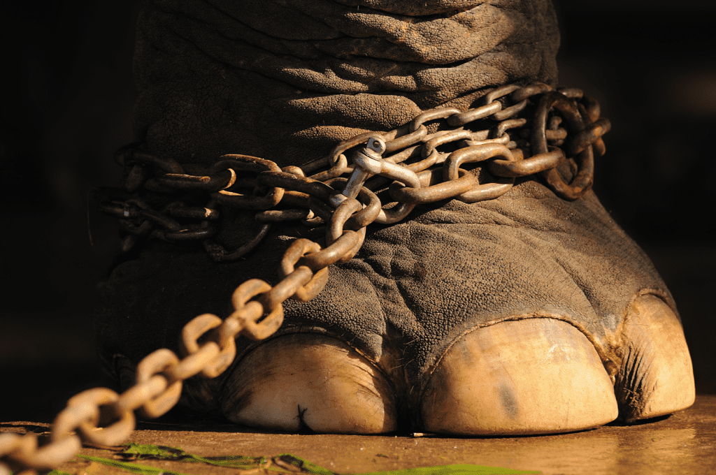 Wild animals banned in Netherlands circuses