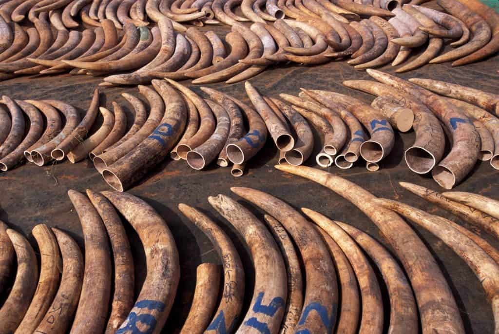 California bans ivory trade