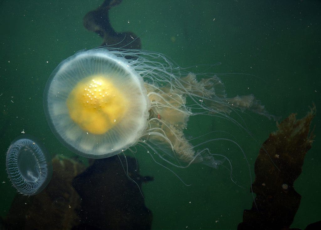 Featured Creature The Fried Egg Jellyfish