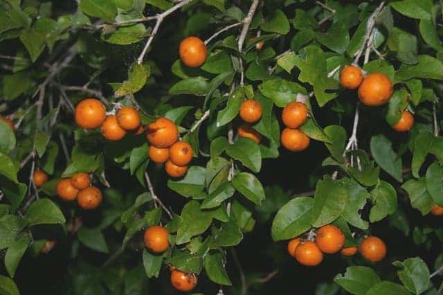 The 10 Most Poisonous Plants on Earth