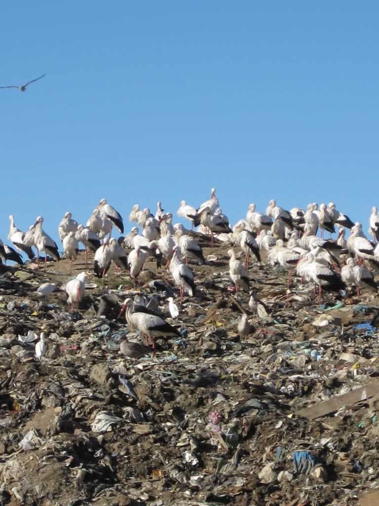 Storks stop migrating in the winter because of junk food
