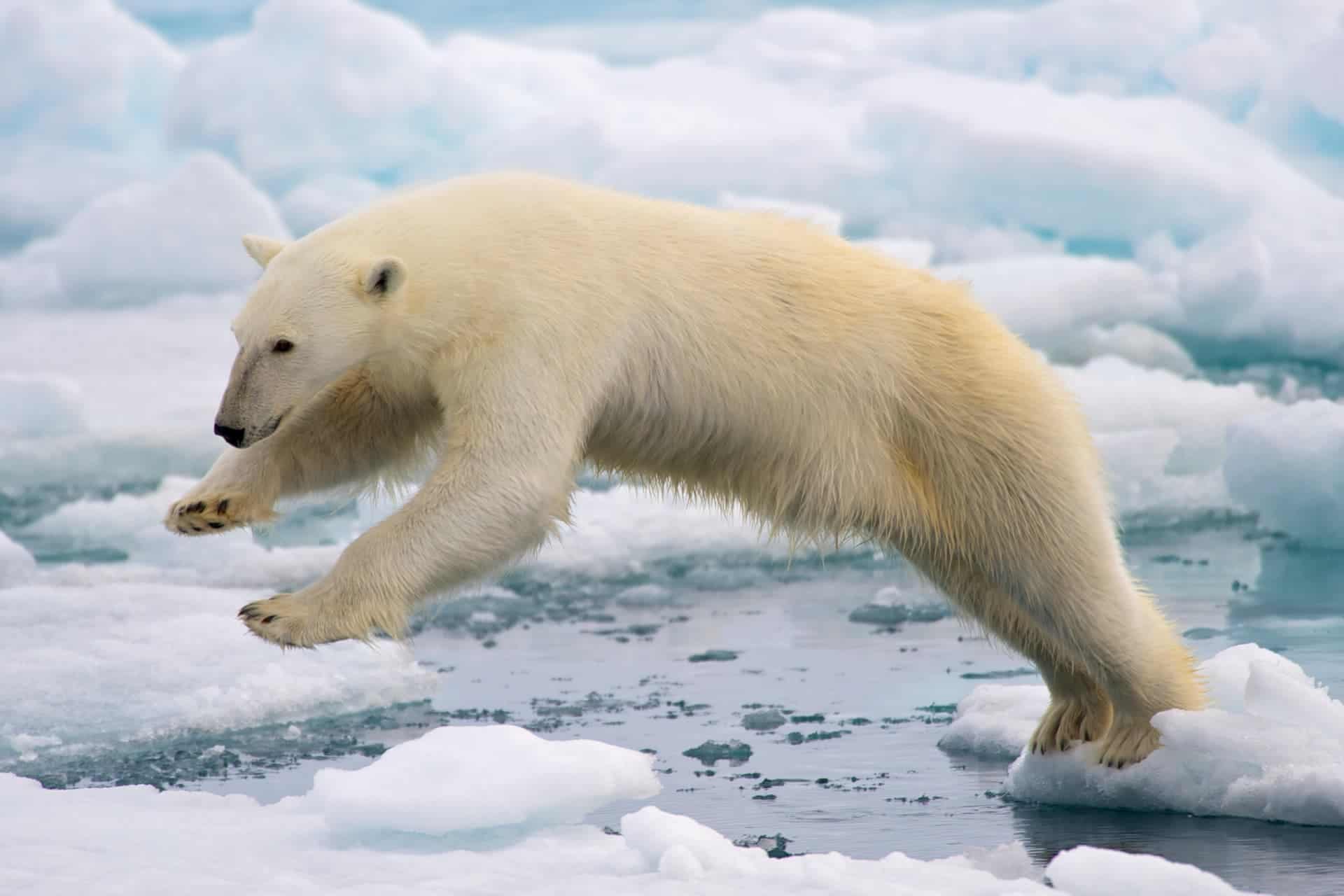 Record sea ice retreat in the Arctic and Antarctica. Polar bear