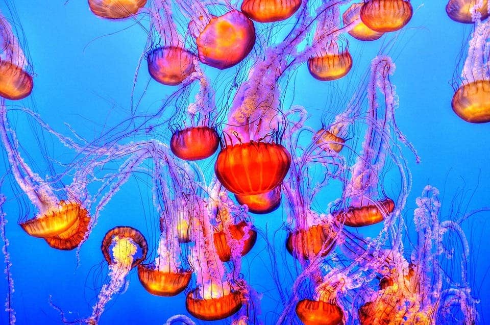 Why and how do jellyfish sting?