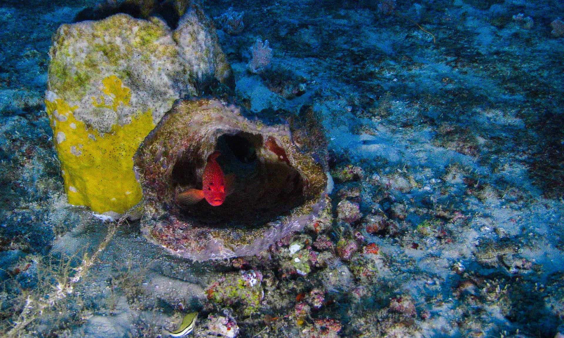 First images of the Amazonian reef released by Greenpeace