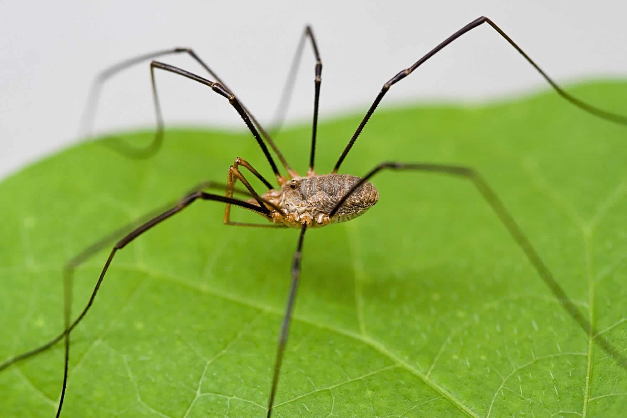 How Do Daddy Long Legs Get In The House Flex House Home Improvement Ideas & Tips