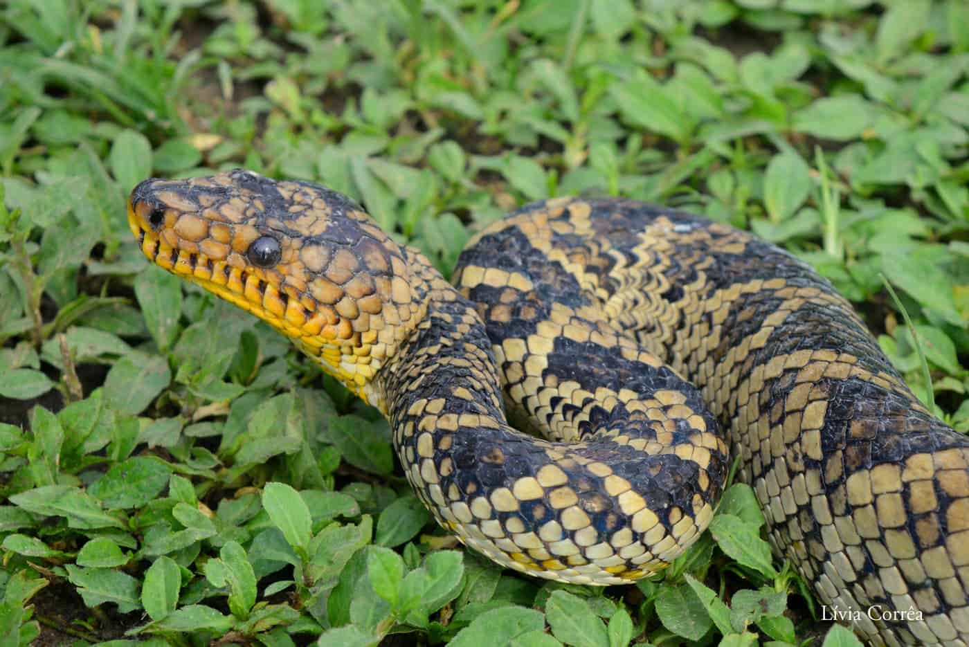 Worlds rarest boa rediscovered after 64 years