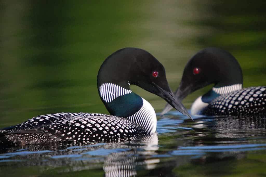 5 romantic animals that mate for life