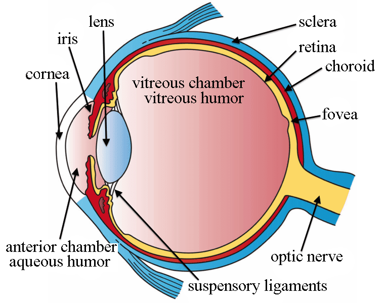 New hydrogel can glue retina back into eye