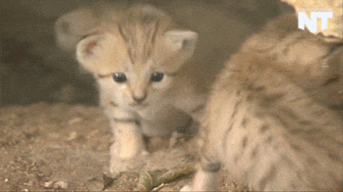 Sand cat the amazing animal that doesn't need to drink water